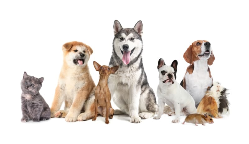 ANIVEDA pets and animals